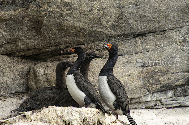 岩石杂毛(Phalacrocorax magellanicus)